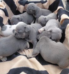 French bulldog