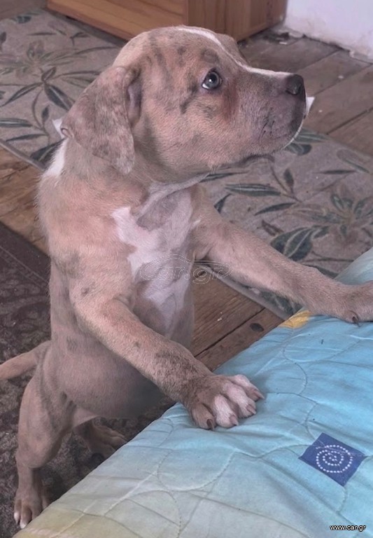 Pitbull