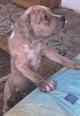 Pitbull