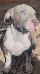 Pitbull