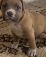 Pitbull