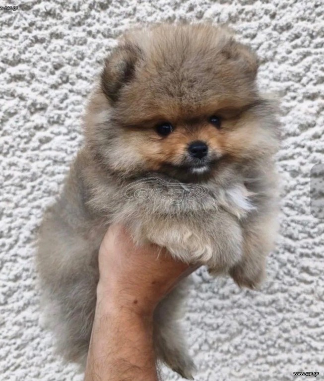 Pomeranian