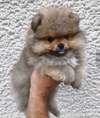 Pomeranian