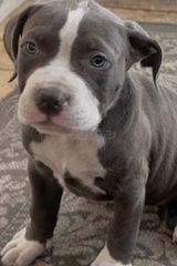 Pitbull