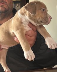 Pitbull-thumb-1