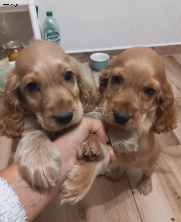 Cocker
