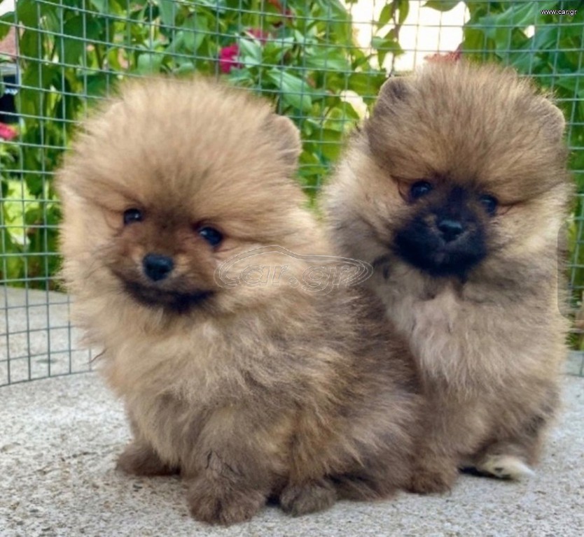 Pomeranian