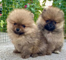 Pomeranian