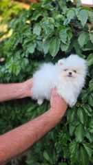 Pomeranian-thumb-1