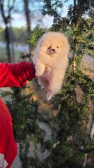 Pomeranian