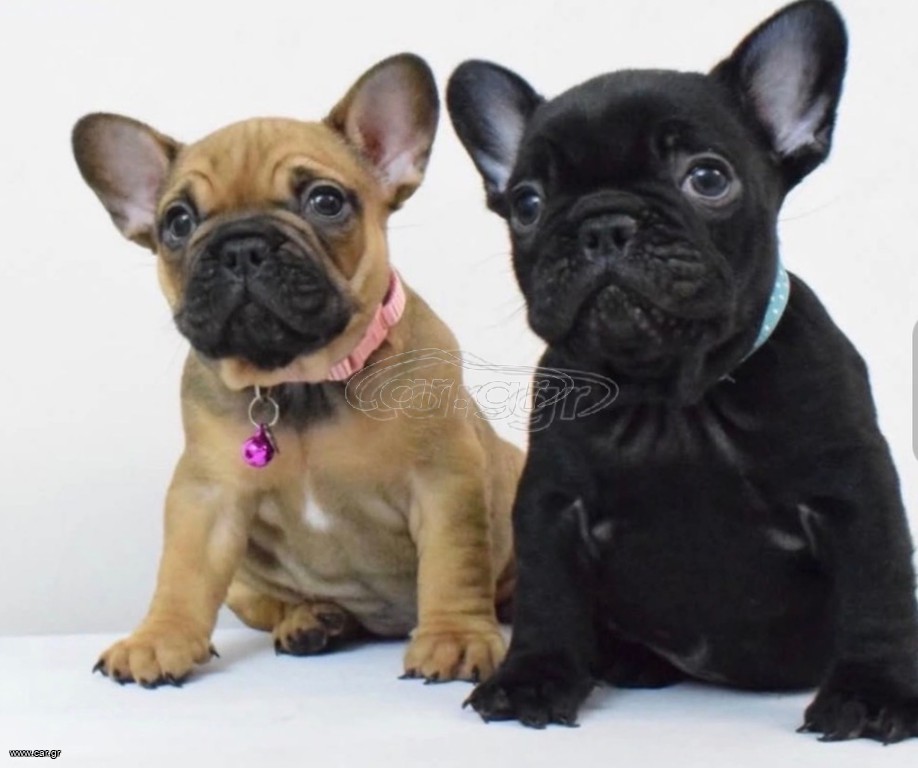 French bulldog