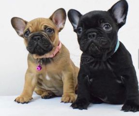 French bulldog