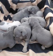 French bulldog