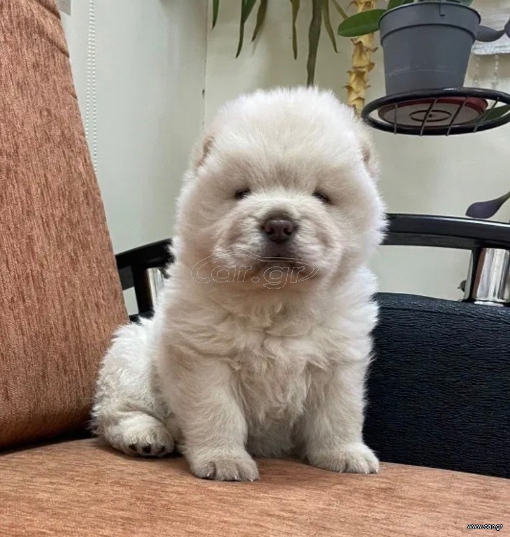 CHOW CHOW