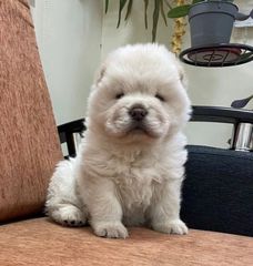 CHOW CHOW