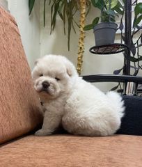 CHOW CHOW-thumb-1