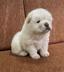 CHOW CHOW-thumb-2