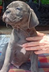 CANE CORSO-thumb-1