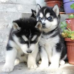 Husky