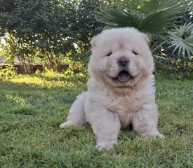 Сhow Chow-thumb-1