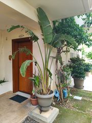 Στρελίτσια Νικολάι (Strelitzia Nicolai) 2+ μέτρα, μαζί με γλάστρα και μεταλλική βαση