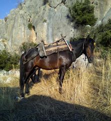ΑΛΟΓΟ 4.5 ΕΤΩΝ-thumb-1