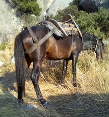 ΑΛΟΓΟ 4.5 ΕΤΩΝ-thumb-2