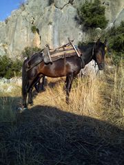 ΑΛΟΓΟ 4.5 ΕΤΩΝ-thumb-8