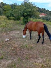 Μουλάρια κι άλογα για δουλειά