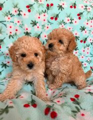Poodle κανίς