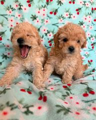 Poodle κανίς-thumb-1