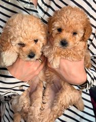 Poodle κανίς-thumb-2