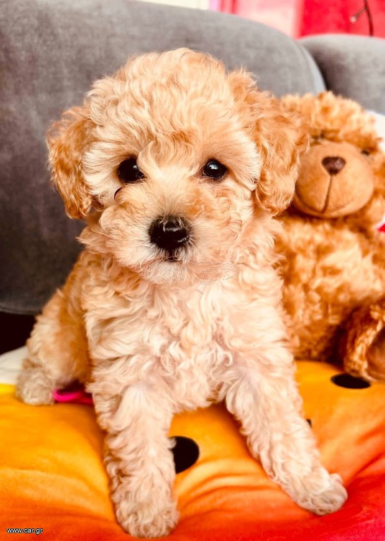 Poodle κανίς