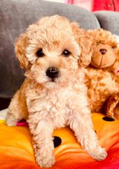 Poodle κανίς