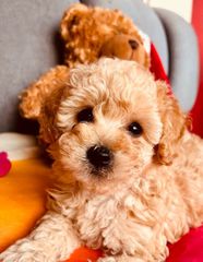Poodle κανίς-thumb-1