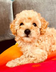 Poodle κανίς-thumb-2