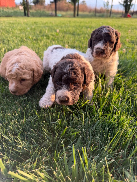 Lagotto romagnolo