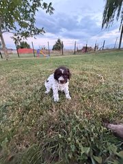 Lagotto romagnolo-thumb-2