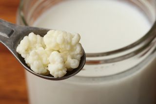 Σπόροι Κεφίρ (Kefir Grains)