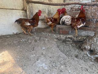 ΠΩΛΟΥΝΤΑΙ ΚΟΚΟΡΙΑ
