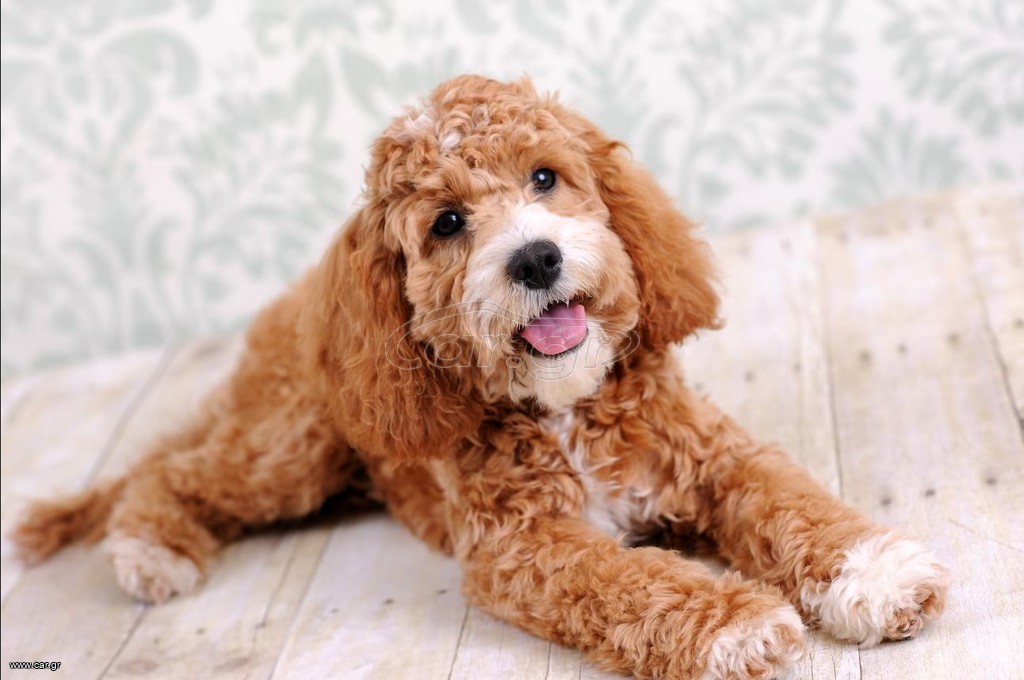 κοκαπού cockapoo