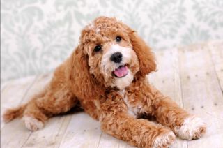 κοκαπού cockapoo