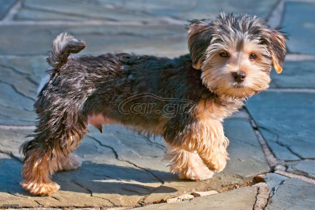 Morkie Μόρκι