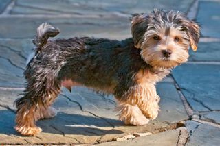 Morkie Μόρκι