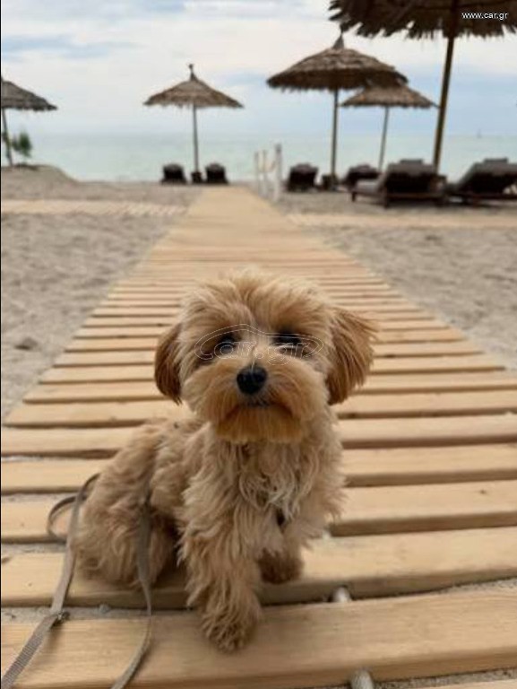 Maltipoo Μαλτιπού