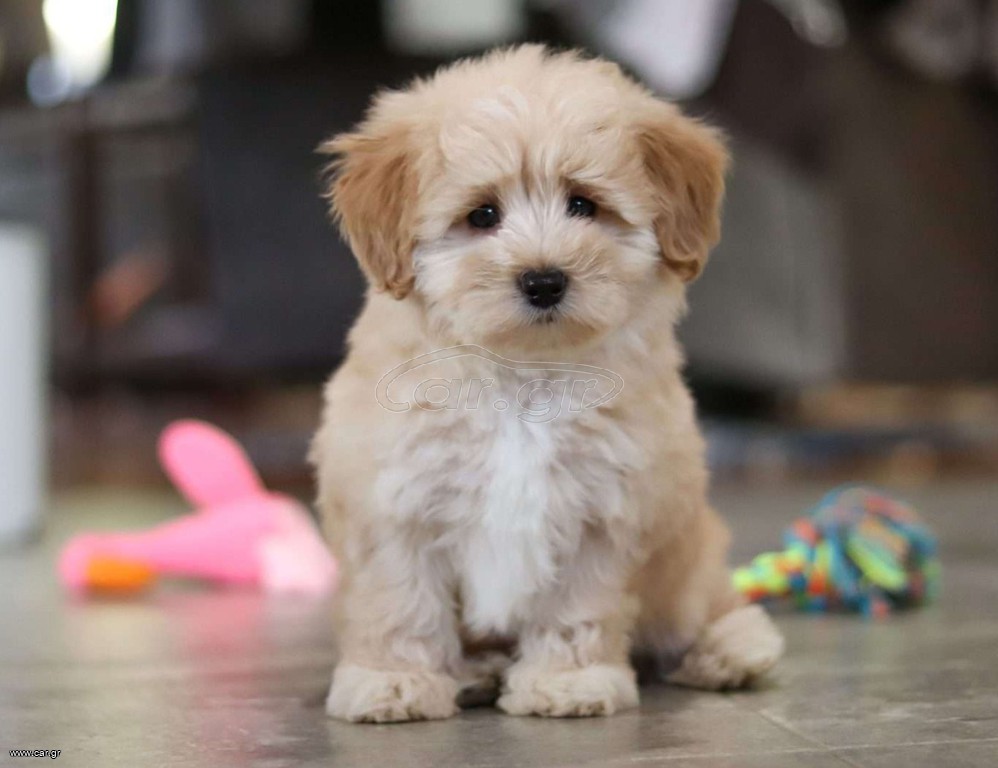 mix breed ημίαιμο eemeemo Ημίαιμος σκύλος ανάμειξη ράτσας