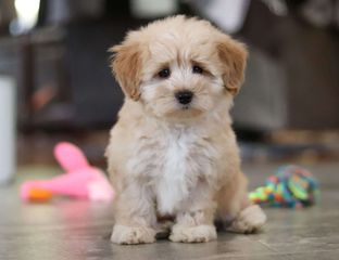 mix breed ημίαιμο eemeemo Ημίαιμος σκύλος ανάμειξη ράτσας