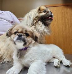 Pekingese Πεκινουά