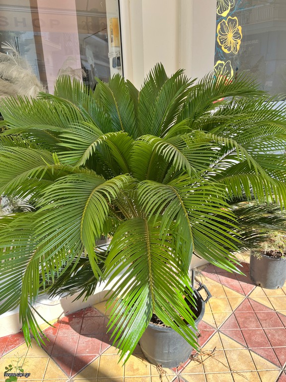 Κυκας (Cycas Revoluta)
