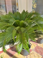 Κυκας (Cycas Revoluta)